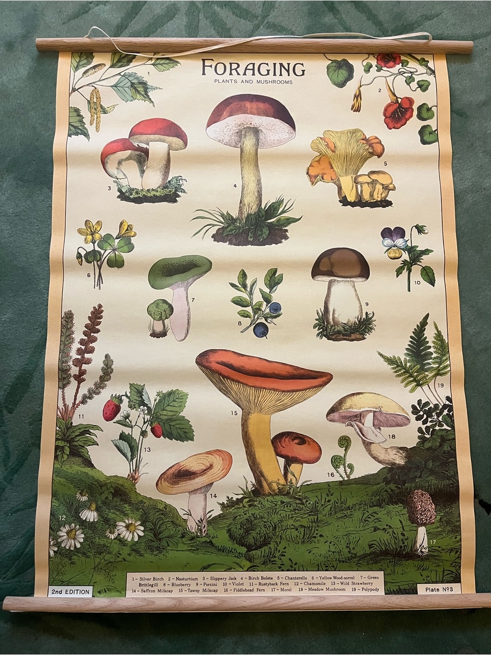 Cavallini Foraging Plants & Mushrooms 20” x 28” Poster
